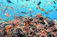 Diving for beginners at the north coast of Zanzibar