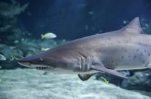 Mauritius Oceanarium Entrance Ticket With Transfer