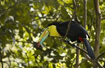 4-day Arenal and Monteverde tour with sloth walk and cloud forest