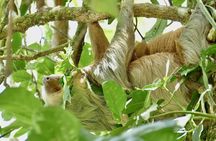 4-day Osa Peninsula experience with rainforest safari