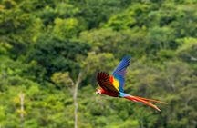 4-day Osa Peninsula experience with rainforest safari