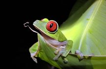 4-day Osa Peninsula experience with rainforest safari