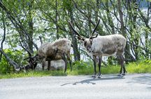 Northern Lights evening guided tour with reindeer encounter