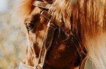 Peneda-Gerês 4x4 tour with horse riding experience