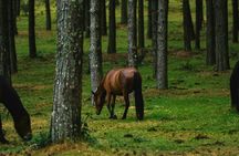 Peneda-Gerês 4x4 tour with horse riding experience