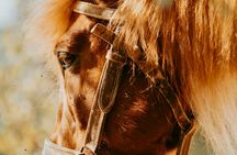 Serra da Cabreira horseback experience with Garrano horses