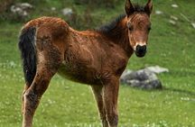 Serra da Cabreira horseback experience with Garrano horses