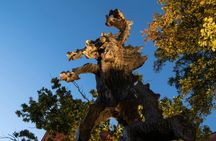 Family-friendly private tour through Kraków's Old Town and legends