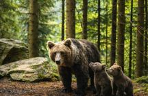 Libearty Bear Sanctuary and Bran Castle private full-day tour