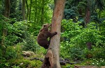 Libearty Bear Sanctuary and Bran Castle private full-day tour