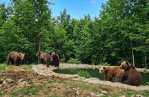 Libearty Bear Sanctuary and Bran Castle private full-day tour