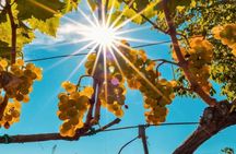 Wine and food tasting on Mount Etna vineyard from Taormina