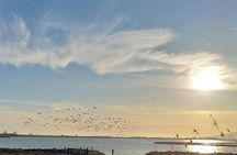 Ebro Delta flamingo and birdwatching tour at sunset