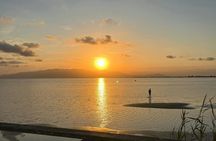 Ebro Delta flamingo and birdwatching tour at sunset