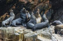 Paracas and Huacachina full-day tour from Lima