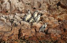 Paracas and Huacachina full-day tour from Lima