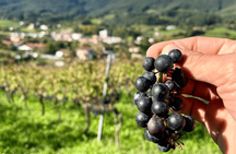 La Rioja wine tour from Bilbao with winery visit and Laguardia