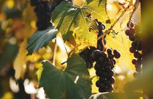 La Rioja guided tour with wine tasting from Logroño