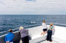 Dolphin watching and Benagil Cave experience in Algarve