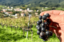 Full-day La Rioja wine tour and visit to Laguardia from Vitoria
