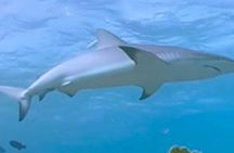 Virtual Reality wildlife experience in Sal