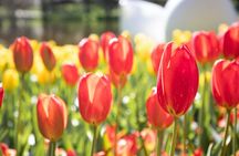 Keukenhof tickets and guided tour with an audio guided transfer