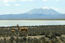 Salinas Salt Lagoon private full-day guided tour from Arequipa