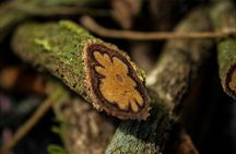 Ayahuasca ceremony and spiritual retreat from Cusco