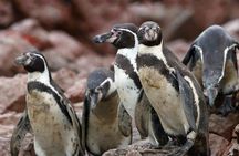Ballestas Islands and Paracas National Reserve tour