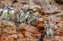 Ballestas Islands and Paracas National Reserve tour