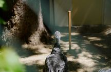 Schönbrunn Zoo access with Vienna audio guide and eSIM