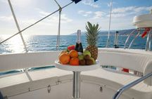 Dolphin watching on a luxury shared yacht with drink