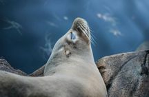 Copenhagen Zoo skip-the-line ticket with audio city tour and 1GB eSIM