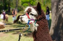 Lamington National Park, O'Reilly's and vineyard tour