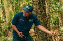 Guided rainforest tour on Tamborine Mountain and produce tastings