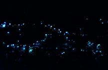 Evening rainforest and glow worm tour