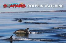 Guided dolphin watching tour in Lagos