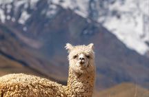 Pastoruri Glacier full-day tour from Huaraz with Andean lakes