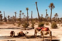 Palmeraie camel ride from Marrakech with tea break