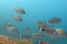 Zodiac boat tour and snorkelling at Isla del Fraile from Águilas