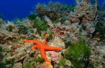 Zodiac boat tour and snorkelling at Isla del Fraile from Águilas