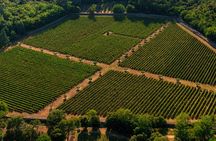 Guided tour of the vineyard and art collection in a buggy