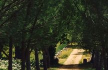 Guided tour of the vineyard and art collection in a buggy