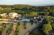 Mallorcan olive oil night with gastronomic tasting experience