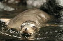 Santa Cruz bay tour with snorkelling and Las Grietas visit