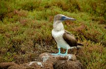 Santa Cruz bay tour with snorkelling and Las Grietas visit