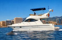 Dolphin watching on a luxury shared yacht with drink
