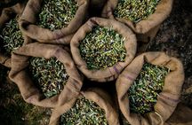 Oil mill tour and tasting experience in Abruzzo