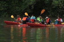 Half-day kayak tour in Ao Thalane's mangrove forest