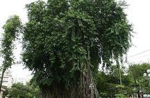 Ho Chi Minh City walking tour of hidden parks with coffee experience